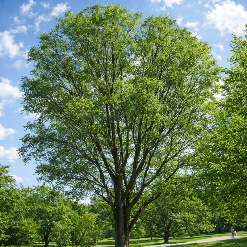 Orme de Sibérie ( Ulmus pumila )