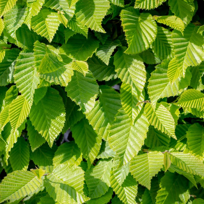 Orme de Sibérie ( Ulmus pumila )