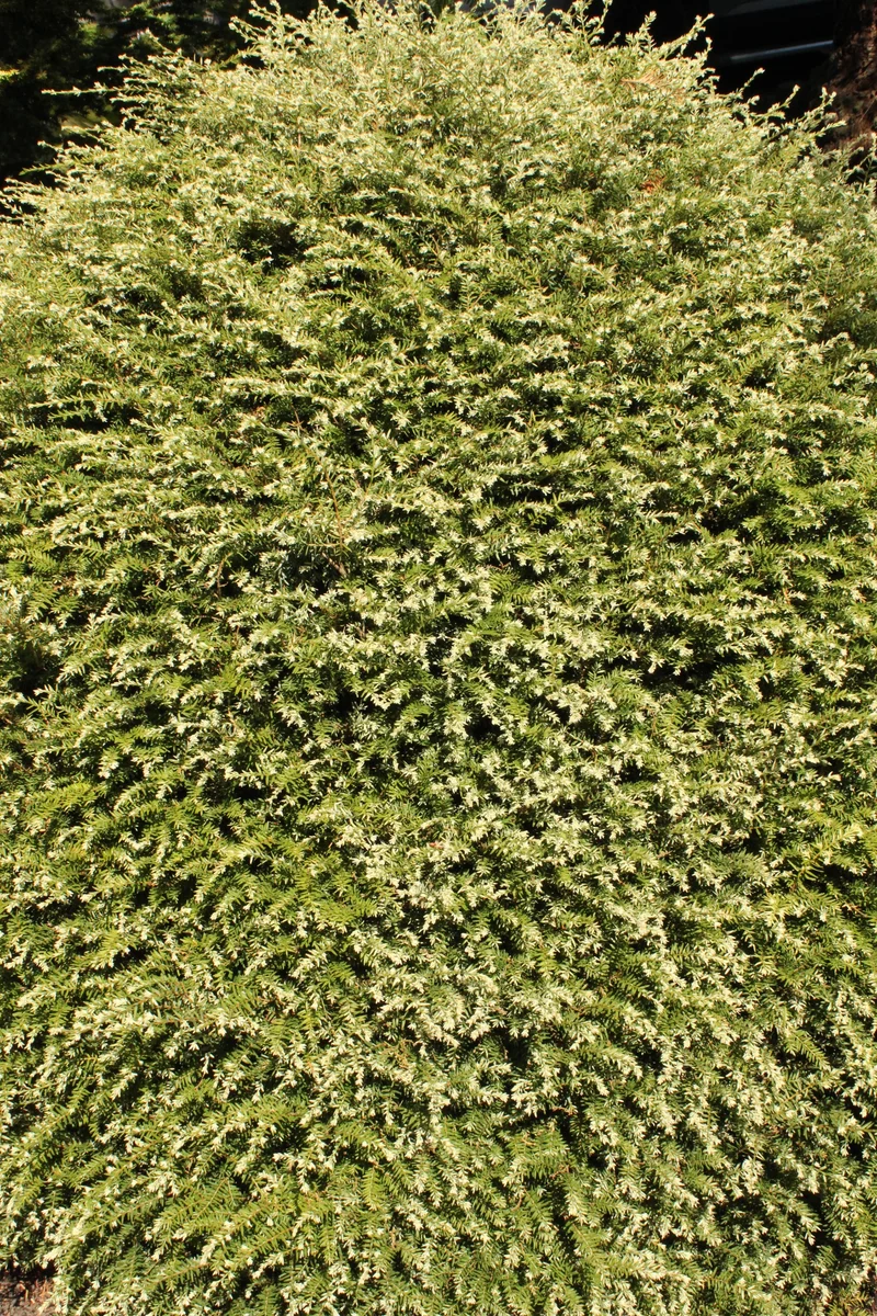 Pruche du Canada ‘Gentsch White’ ( Tsuga canadensis ‘Gentsch White’)
