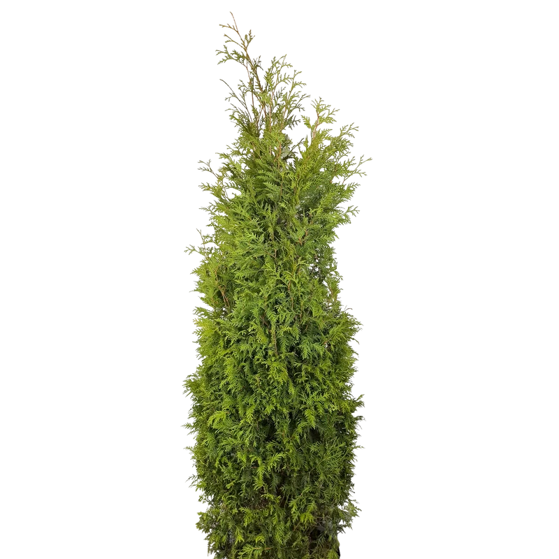 Thuja occidentalis 'Nigra'