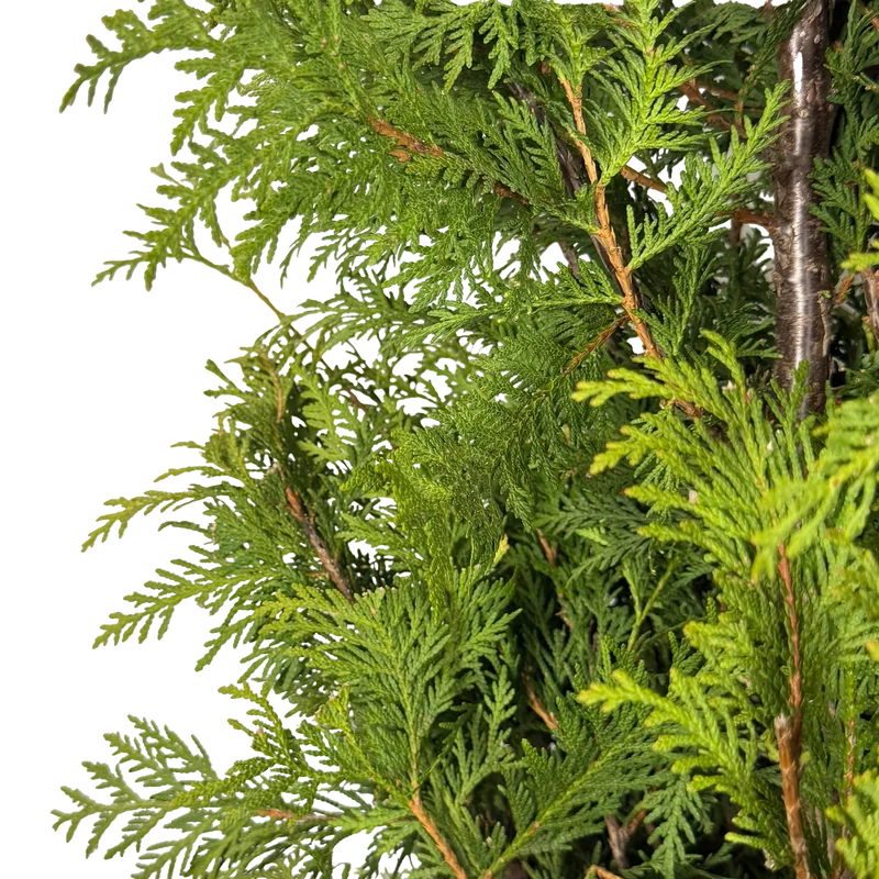 Thuja occidentalis 'Nigra'