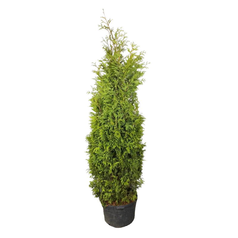 Thuja occidentalis 'Nigra'
