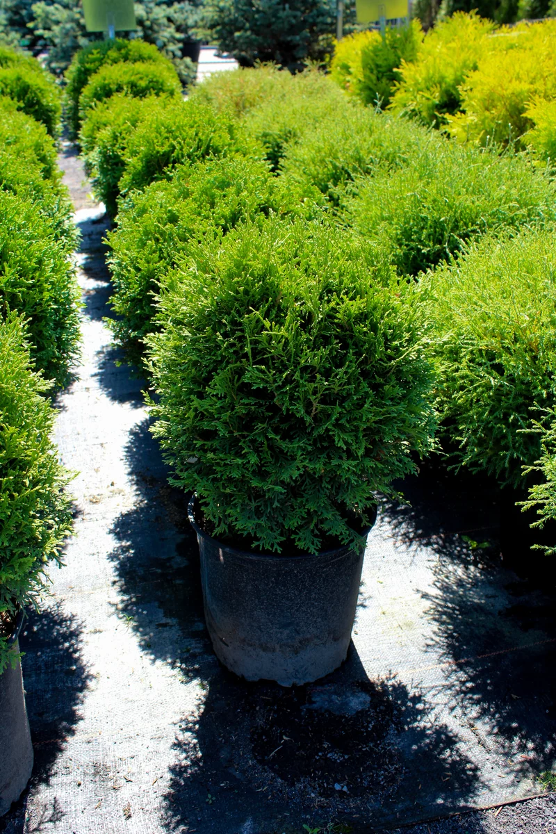 Cèdre ‘Little Giant’ ( Thuja occidentalis ‘Little Giant’)