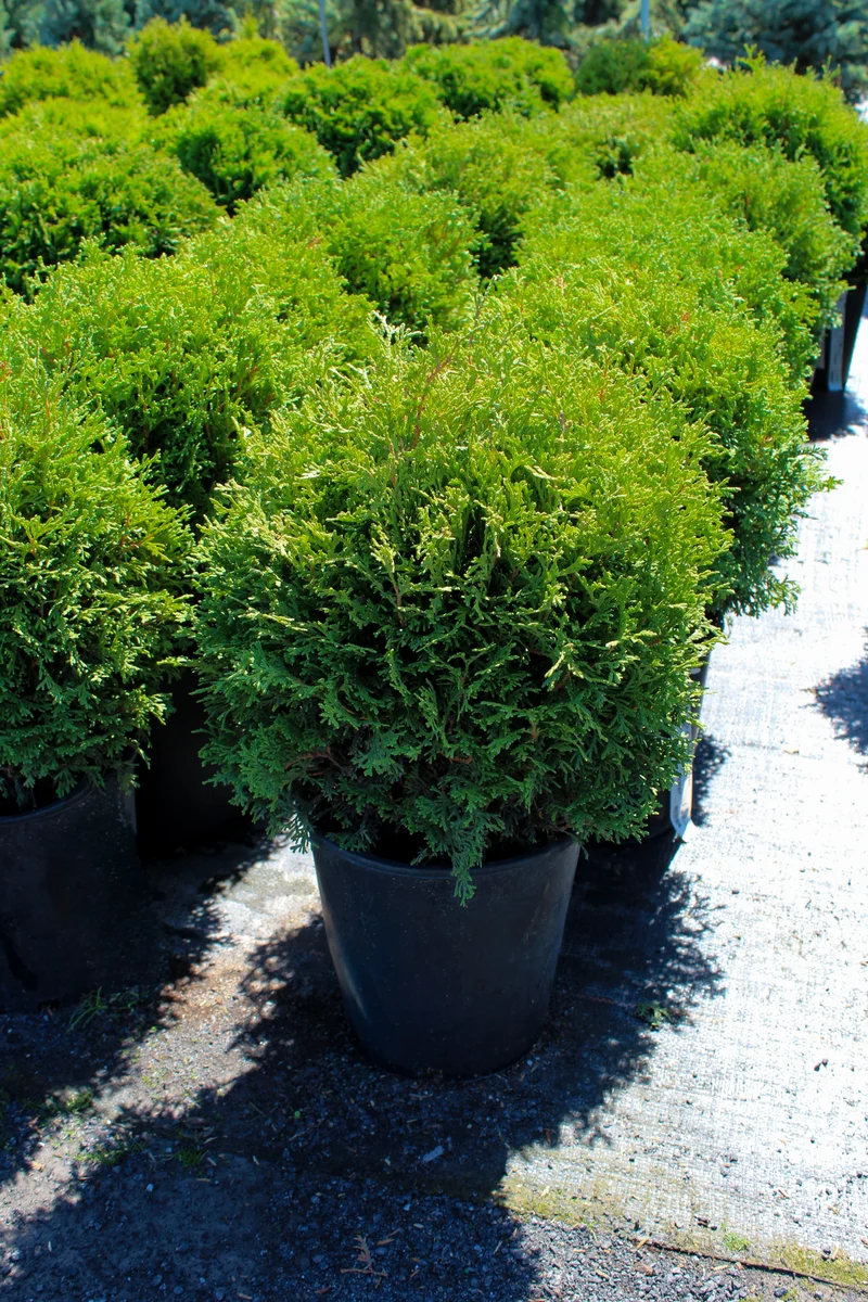 Cèdre ‘Hetz Midget’ ( Thuja occidentalis ‘Hetz Midget’)