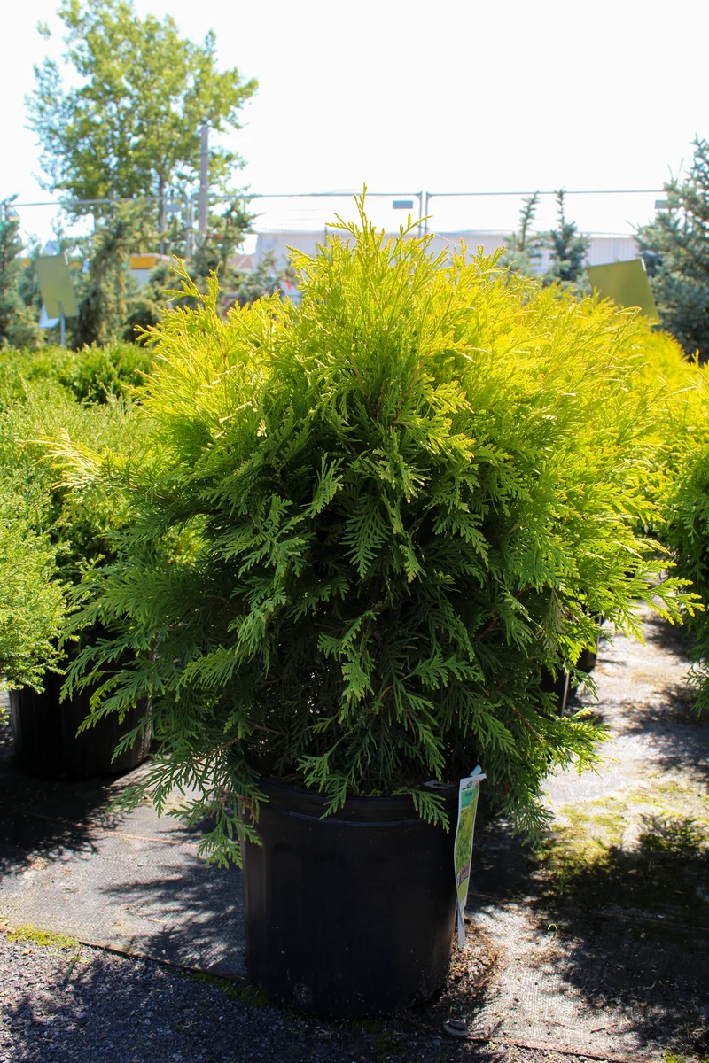 Cèdre ‘Golden Globe’ ( Thuja occidentalis ‘Golden Globe’)