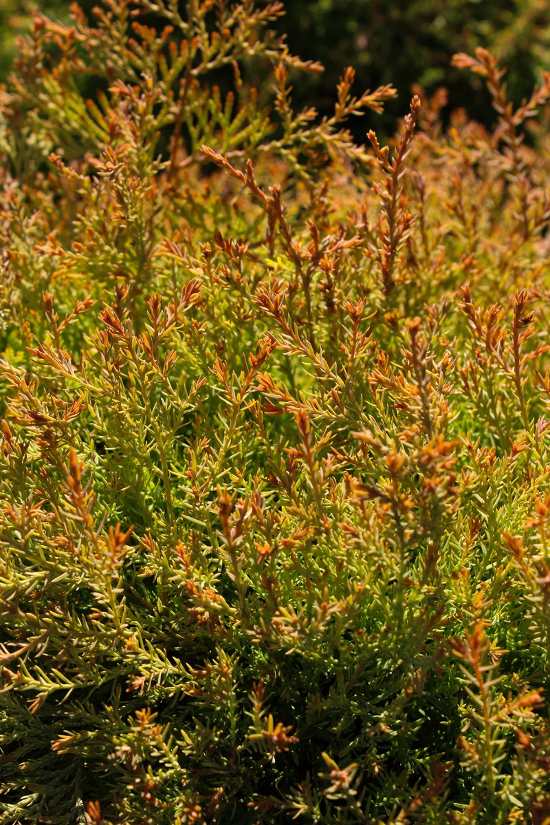 Cèdre ‘Fire Chief’ ( Thuja occidentalis ‘Fire Chief’)