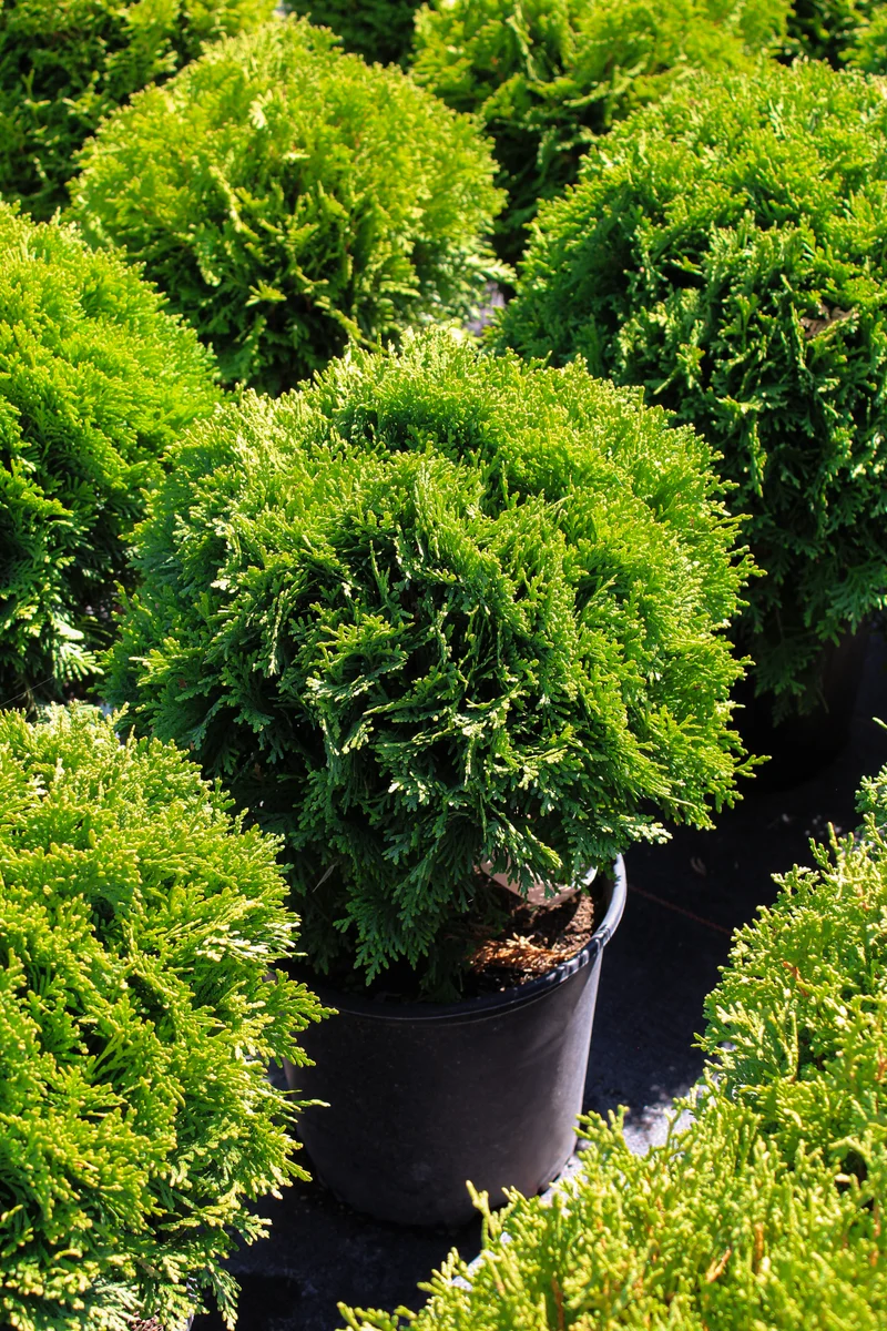 Cèdre ‘Danica’ ( Thuja occidentalis ‘Danica’)