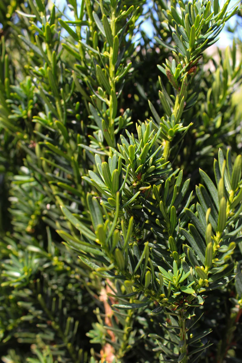 If ‘Hillii’ ( Taxus × media ‘Hillii’)