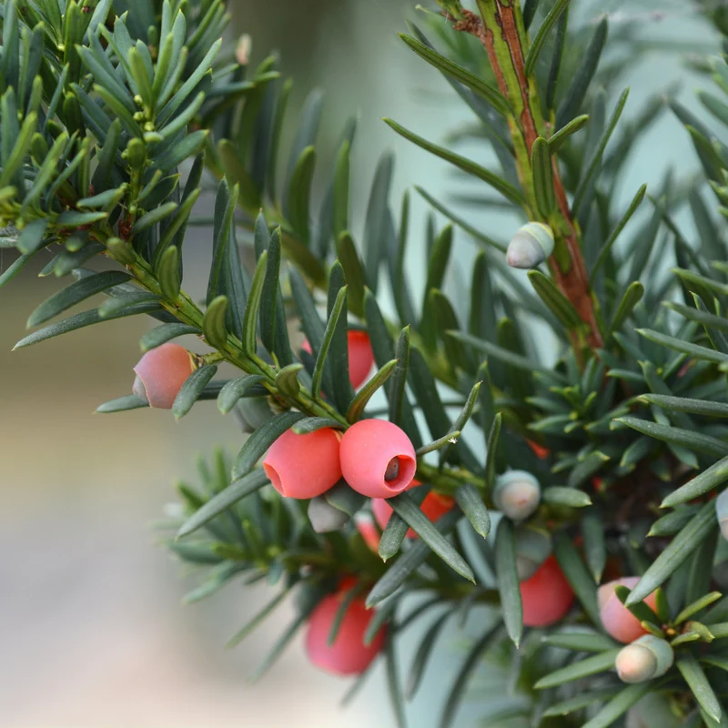 If hybride ‘Hicksii’ ( Taxus × media ‘Hicksii’)
