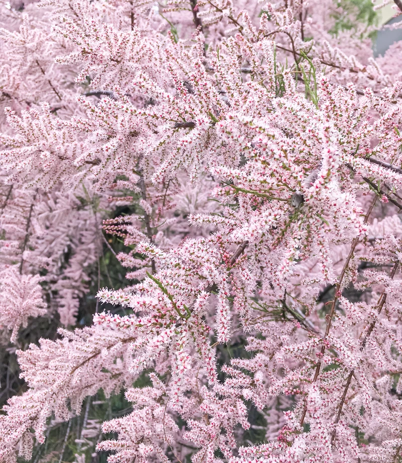 Tamaris à petites feuilles ‘Pink Cascade’ ( Tamarix ramosissima ‘Pink Cascade’)
