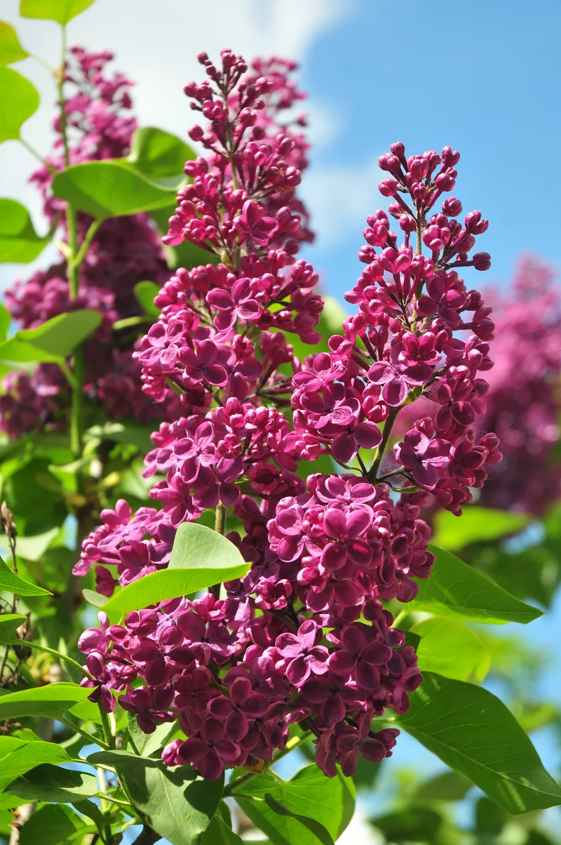 Lilas commun ‘Yankee Doodle’ ( Syringa vulgaris ‘Yankee Doodle’)