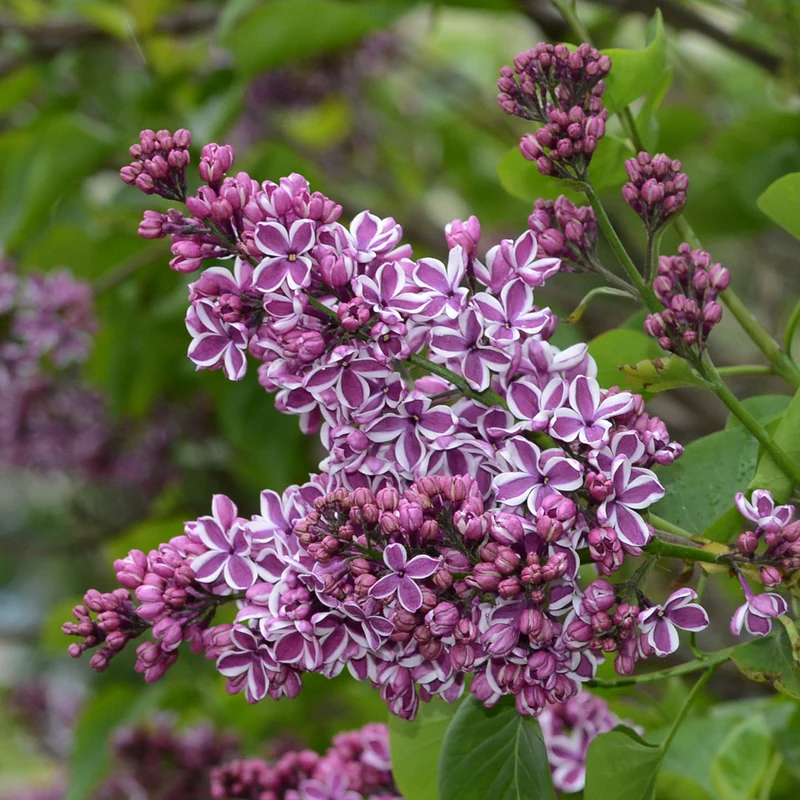 Lilas commun ‘Sensation’ ( Syringa vulgaris ‘Sensation’)