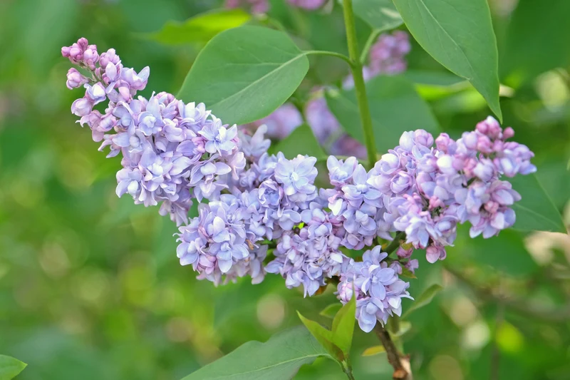 Lilas commun ‘President Grevÿ’ ( Syringa vulgaris ‘President Grevÿ’)