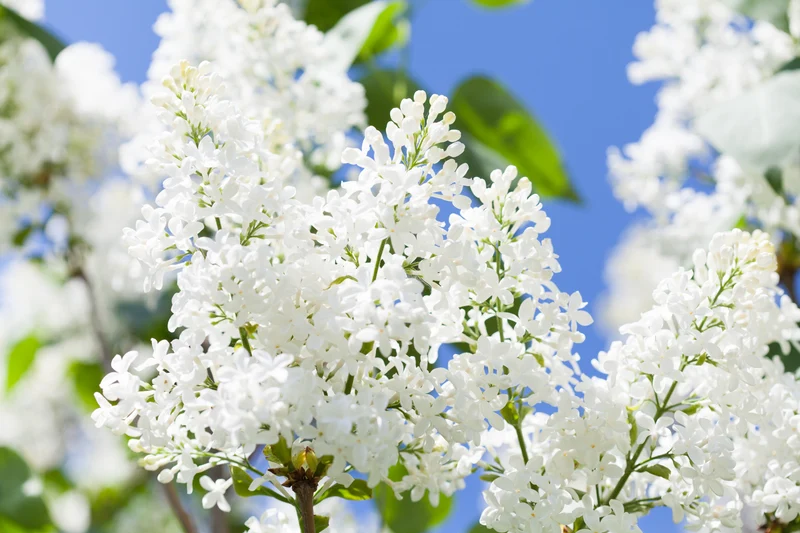 Lilas commun ‘New Age White’ ( Syringa vulgaris ‘New Age White’)