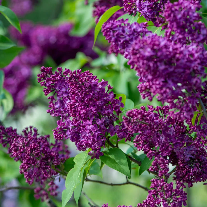 Lilas commun ‘Monge’ ( Syringa vulgaris ‘Monge’)