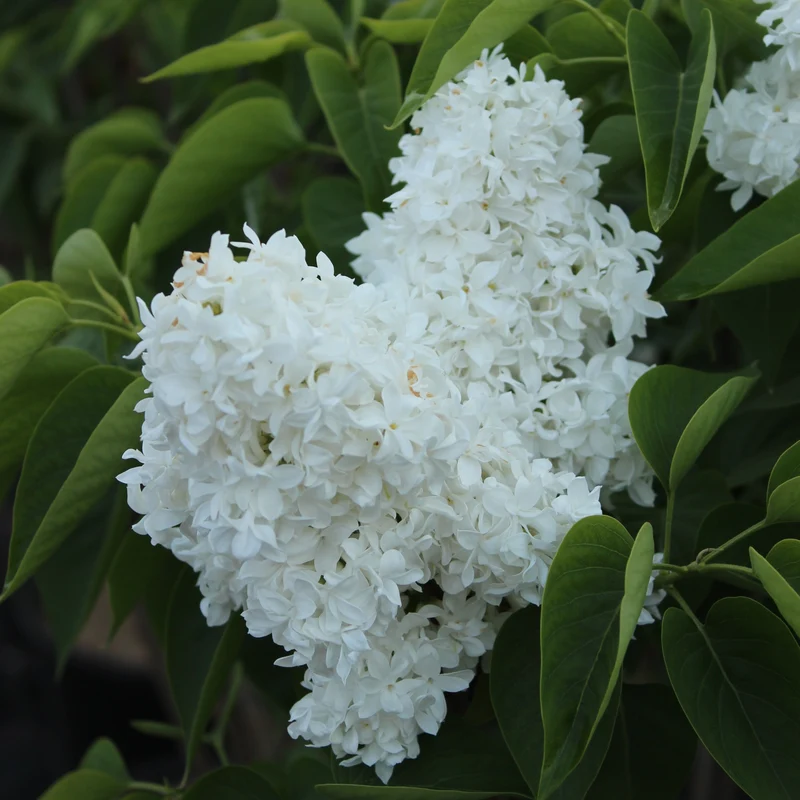 Lilas commun ‘Mme Lemoine’ ( Syringa vulgaris ‘Mme Lemoine’)