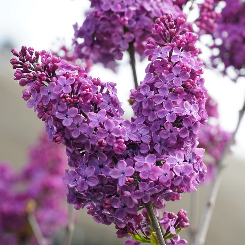 Lilas commun ‘Ludwig Spaeth’ ( Syringa vulgaris ‘Ludwig Spaeth’)