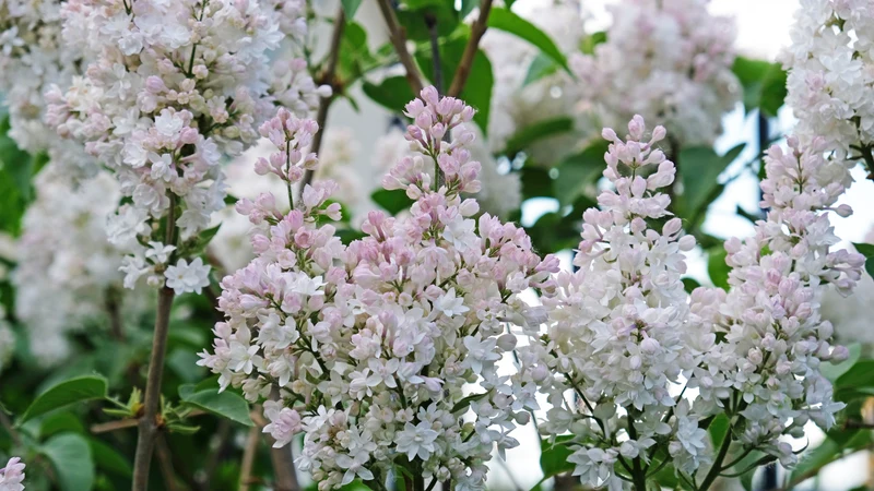 Lilas Beauté de Moscou ‘Krasavitsa Moskvy’ ( Syringa vulgaris ‘Krasavitsa Moskvy’)