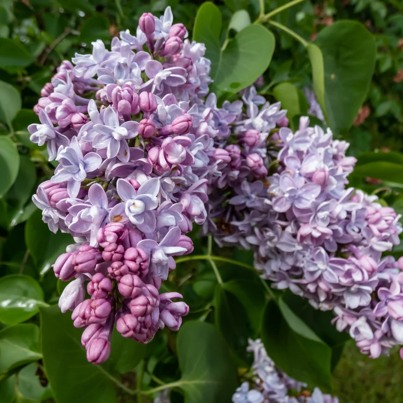 Lilas Katherine Havemeyer ( Syringa vulgaris ‘Katherine Havemeyer’)