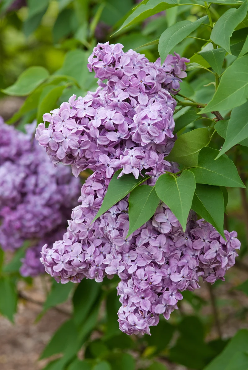 Lilas commun ‘Congo’ ( Syringa vulgaris ‘Congo’)