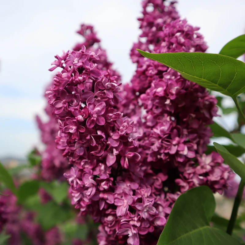 Lilas commun ‘Charles Joly’ ( Syringa vulgaris ‘Charles Joly’)