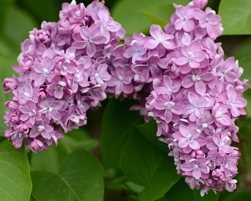 Lilas commun ‘Belle de Nancy’ ( Syringa vulgaris ‘Belle de Nancy’)