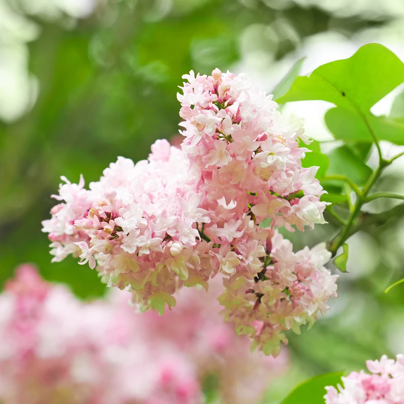 Lilas commun ‘Beauté de Moscou’ ( Syringa vulgaris ‘Beauté de Moscou’)