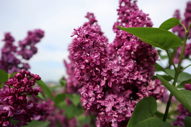 Lilas commun ( Syringa vulgaris )