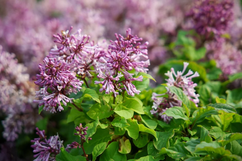 Lilas velu ( Syringa villosa )