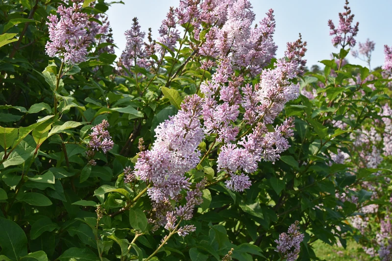 Lilas de Preston ‘Royalty’ ( Syringa prestoniae ‘Royalty’)