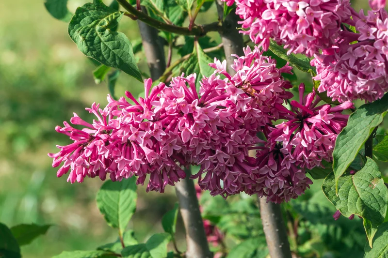 Lilas de Preston ‘Miss Canada’ ( Syringa prestoniae ‘Miss Canada’)