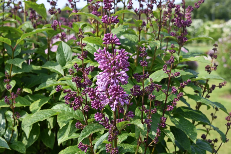 Lilas de Preston ‘Minuet’ ( Syringa prestoniae ‘Minuet’)