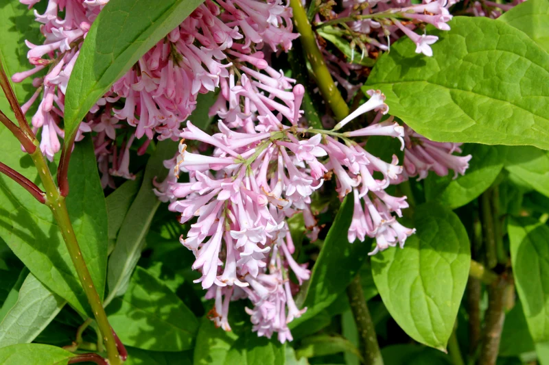 Lilas de Preston ‘James McFarlane’ ( Syringa prestoniae ‘James McFarlane’)