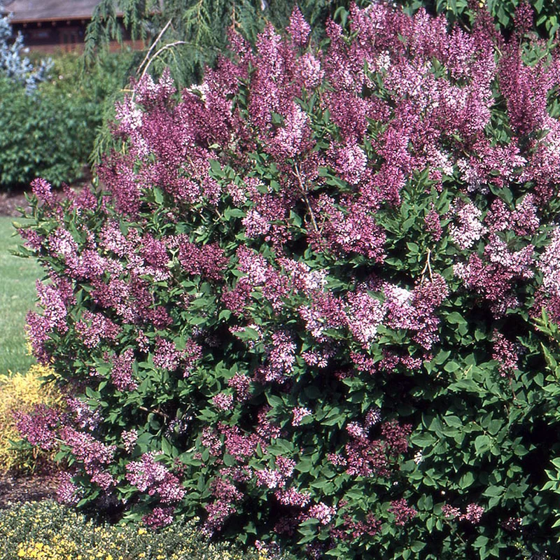 Lilas de Corée ‘Miss Kim’ ( Syringa patula ‘Miss Kim’)