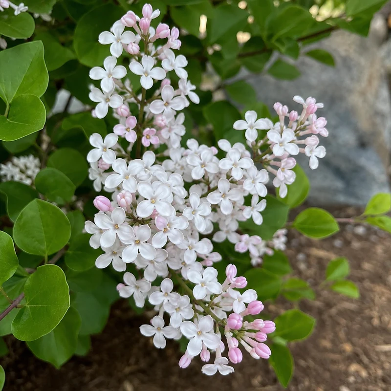 Lilas de Meyer ‘Pearl Potion’ ( Syringa meyeri ‘Pearl Potion’)