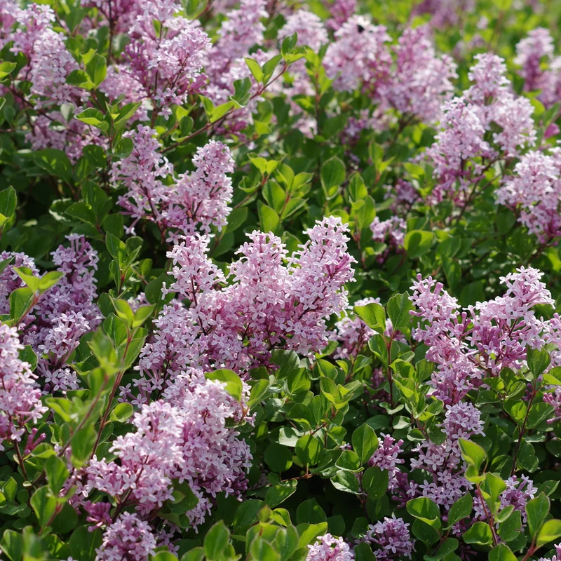 Lilas de Meyer ‘Palibin’ ( Syringa meyeri ‘Palibin’)
