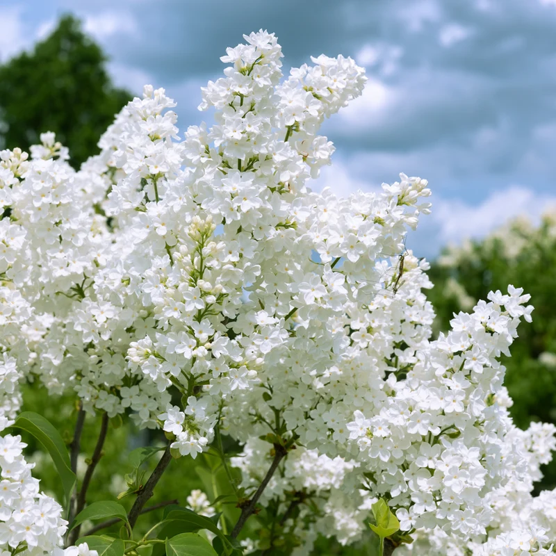 Lilas de Meyer ‘Flowerfesta White’ ( Syringa meyeri ‘Flowerfesta White’)