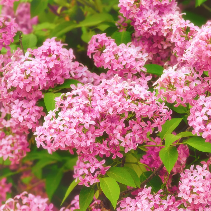 Lilas parfumé ‘Tinkerbelle’ ( Syringa × ‘Tinkerbelle’)