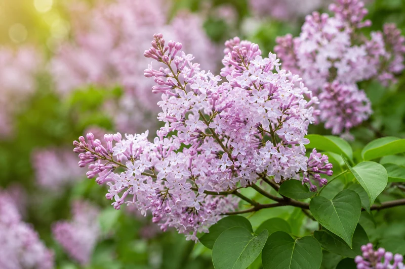 Lilas nain ‘Little Lady’ ( Syringa × ‘Little Lady’)