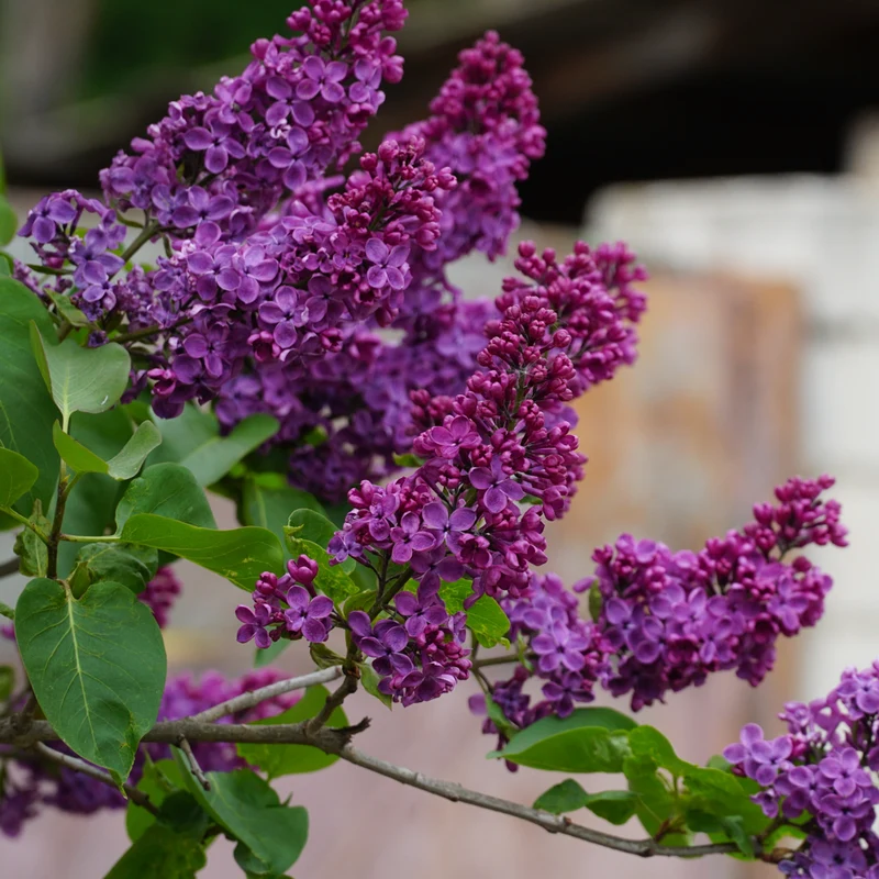 Lilas remontant ‘Dark Purple’ ( Syringa × bloomerang ‘Dark Purple’)