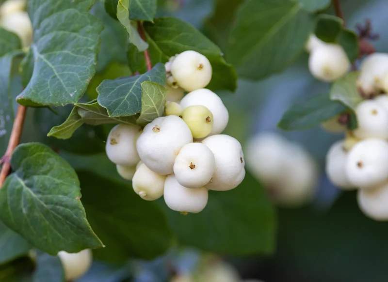 Symphorine blanche ( Symphoricarpos albus )