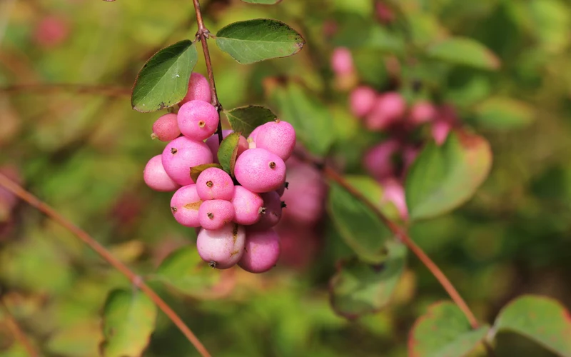 Symphorine de Doorenbos ‘Pink Posy’ ( Symphoricarpos × doorenbosii ‘Pink Posy’)