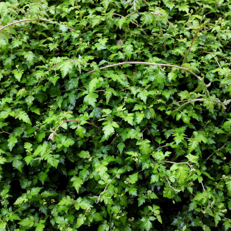 Stéphanandra incisée ‘Crispa’ ( Stephanandra incisa ‘Crispa’)