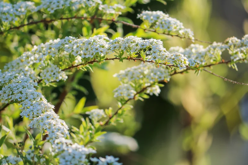Spirée de Thunberg ( Spiraea thunbergii )