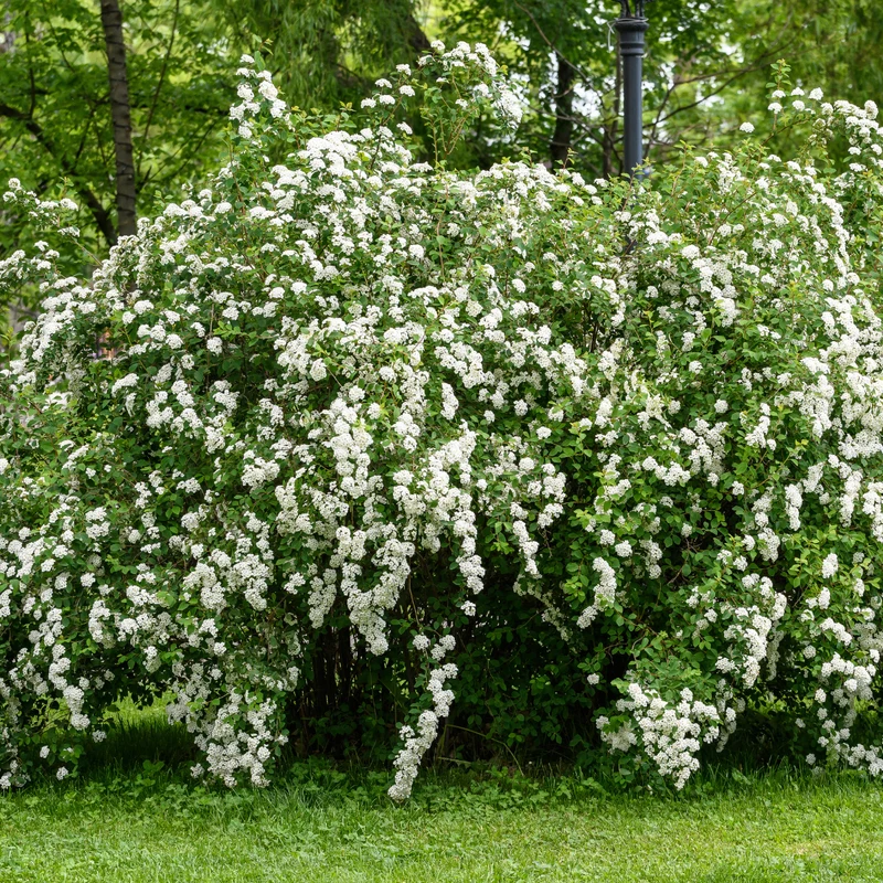 Spirée de Nippon ‘Snowmound’ ( Spiraea nipponica ‘Snowmound’)