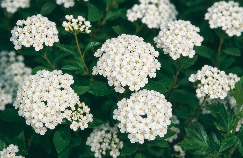 Spirée de Nippon ‘Snowmound’ ( Spiraea nipponica ‘Snowmound’)