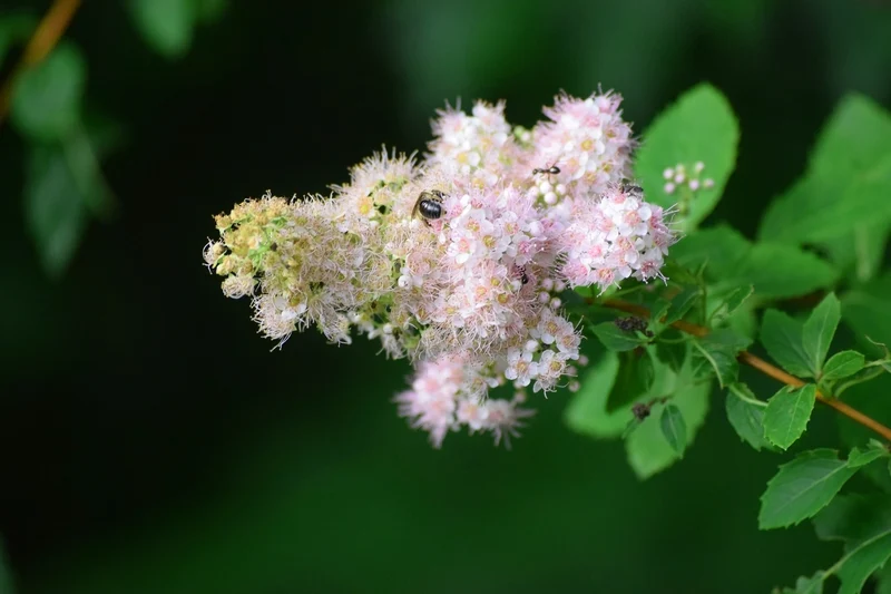 Spirée à larges feuilles ( Spiraea latifolia )