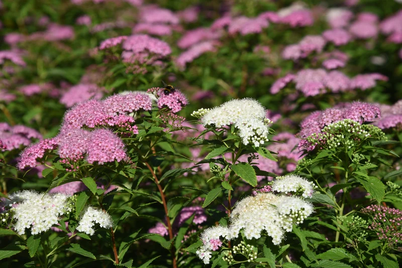 Spirée du Japon ‘Shirobana’ ( Spiraea japonica ‘Shirobana’)