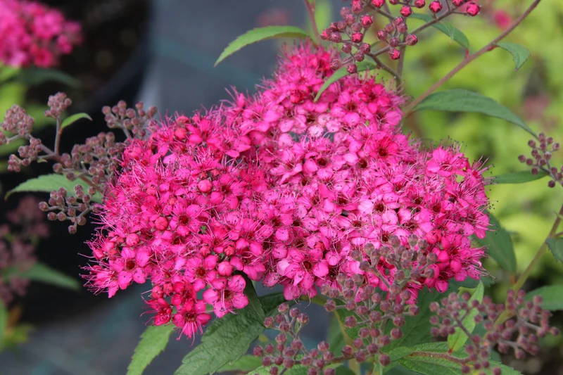 Spirée du Japon ‘Neon Flash’ ( Spiraea japonica ‘Neon Flash’)