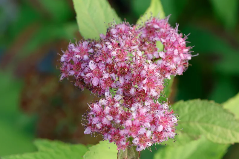 Spirée du Japon ‘Magic Carpet’ ( Spiraea japonica ‘Magic Carpet’)